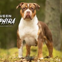 BULLYBREEDERSUK SAPHIRA