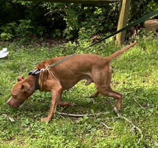 Dog Featured Image