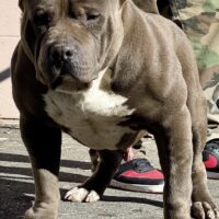 Fo$terville’$ King Rambo