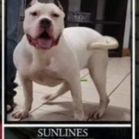 Sunlines Ivy League
