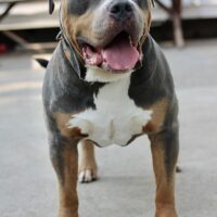 Ch.Ares of Thrace Bullies