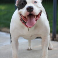 ROTK Nyx of Thrace Bullies