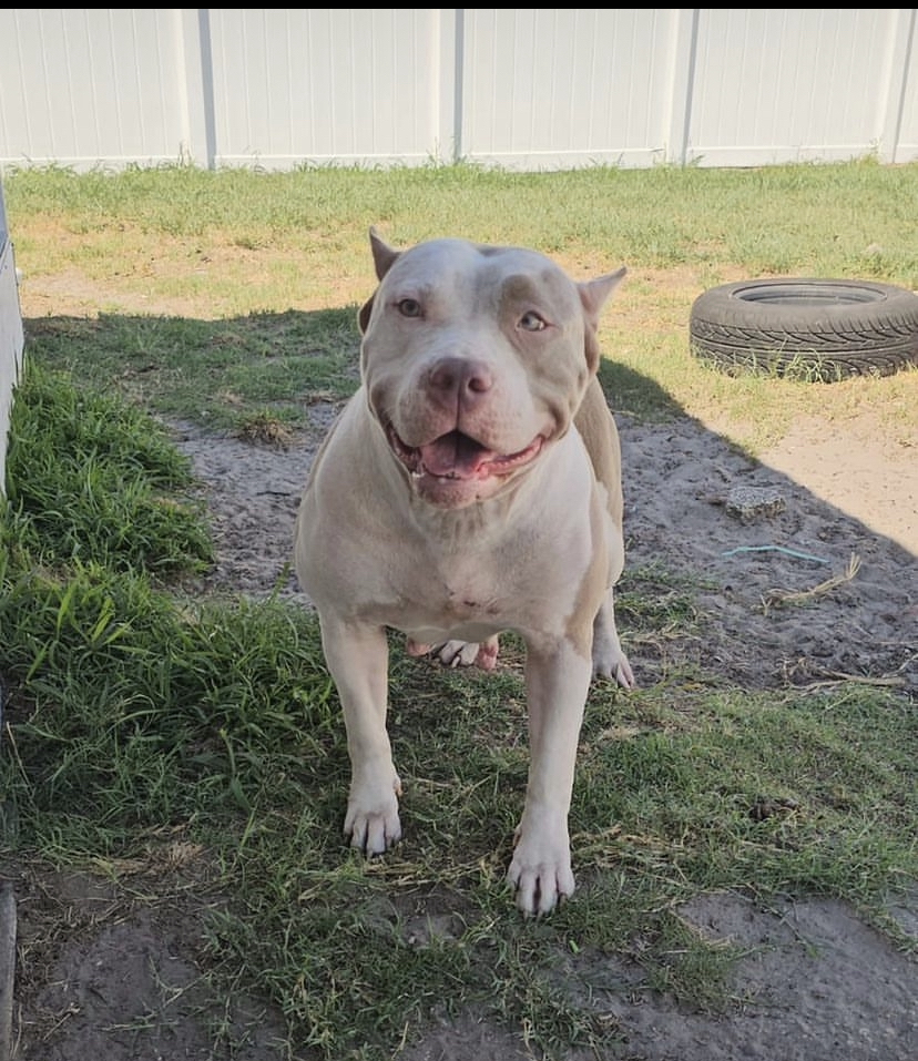 Dog Featured Image