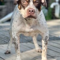 Esteemed’s Gracious Gia