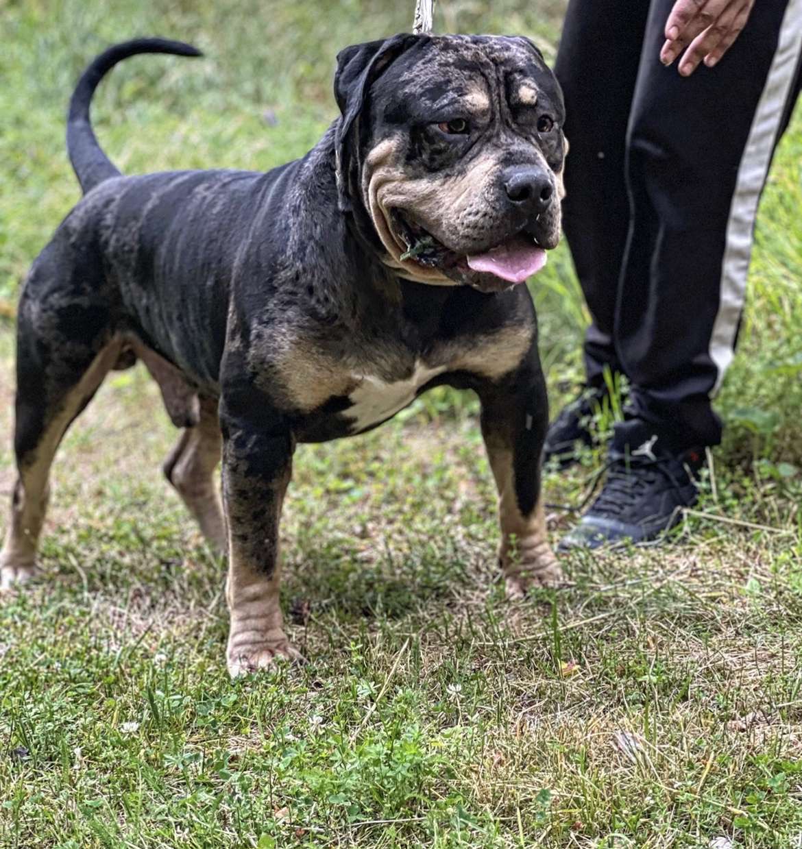 Dog Featured Image
