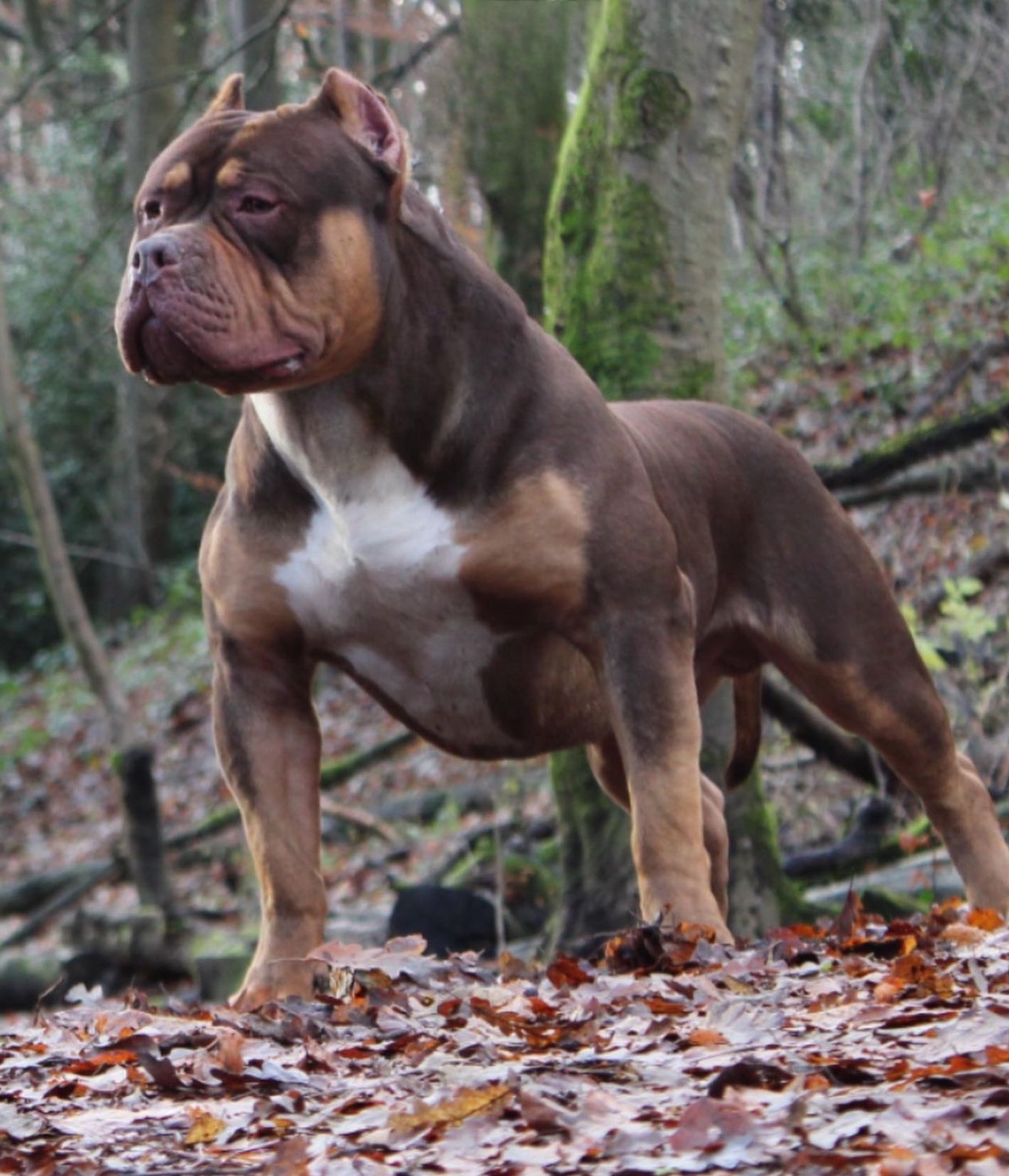 Dog Featured Image