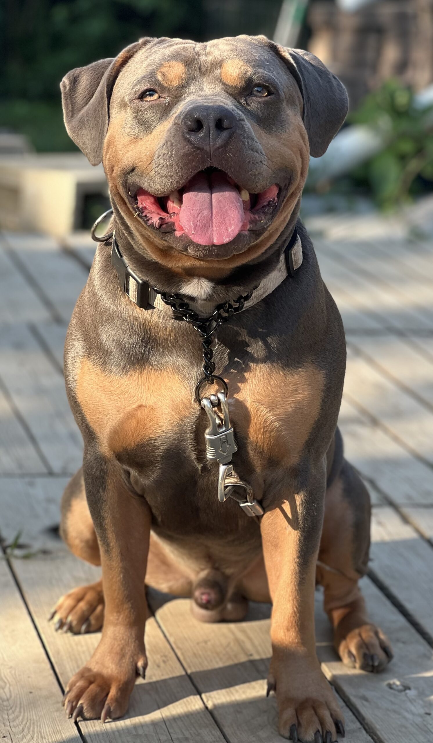 Dog Featured Image