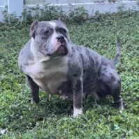 Victory Bully Kennel’s “STORM”