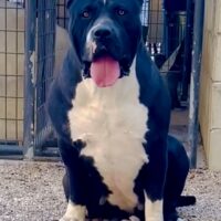 TitanBullys Britta
