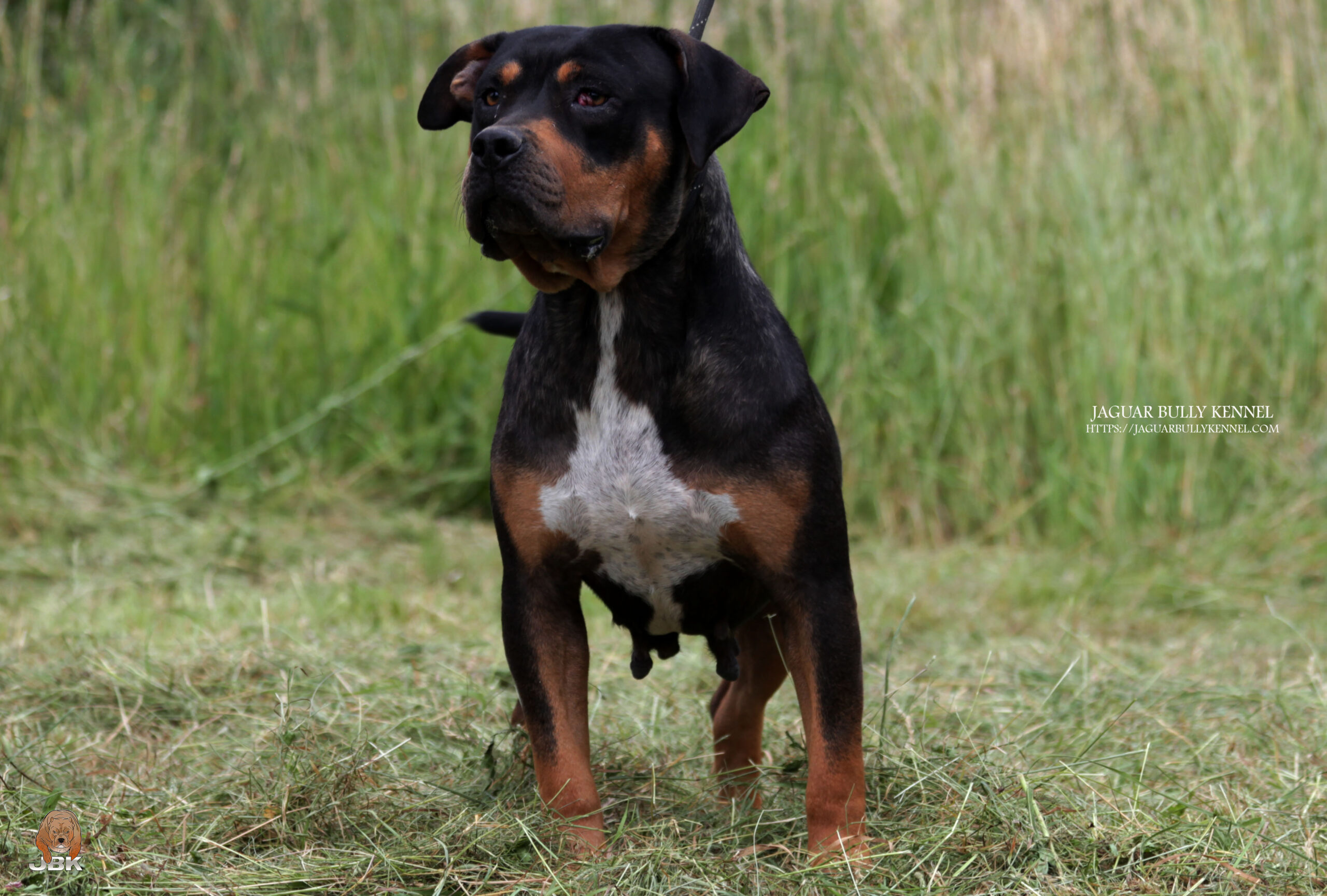 Dog Featured Image