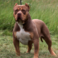 JBK DINOZZO
