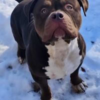 Blueberry’s Sir Duke of Ramsay Family Bullies