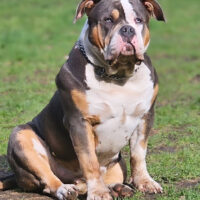 Ramsay Family Bullies Tula