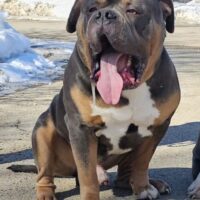 New Image Bullies Knox of Ramsay Family Bullies