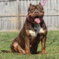 OB Bullies Godiva