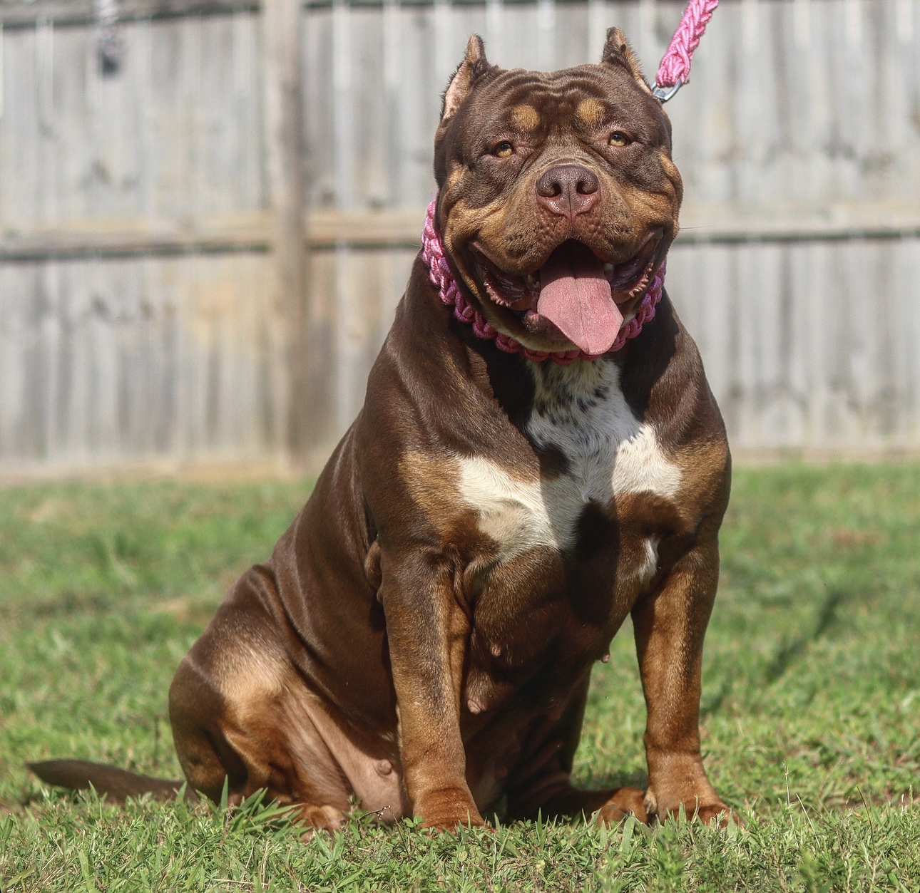 Dog Featured Image