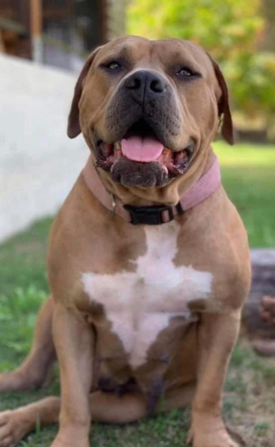 Dog Featured Image