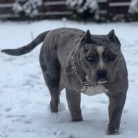 CTU BULLY’S LUSY