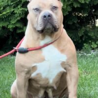 KPN BULLY’S JADE