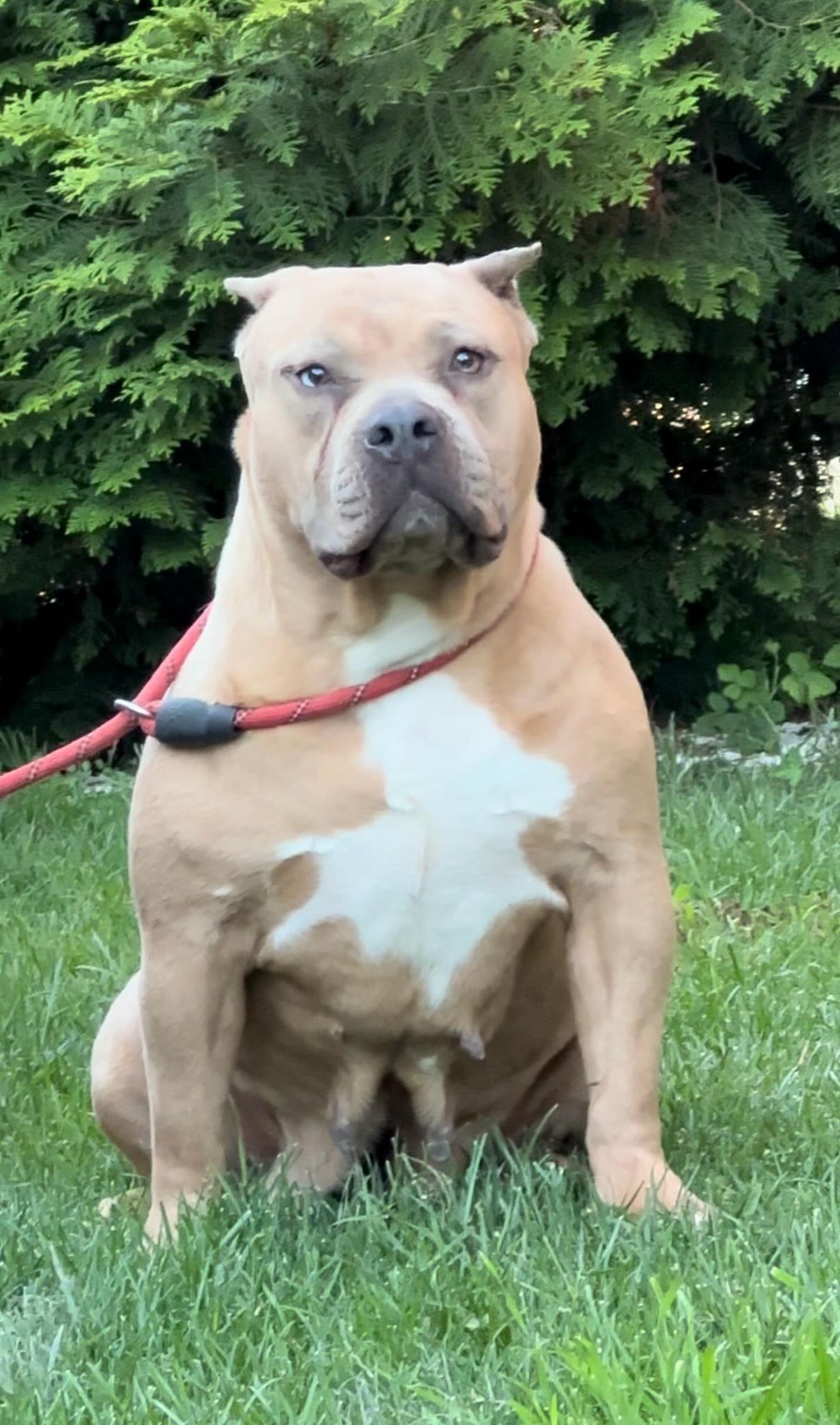 Dog Featured Image
