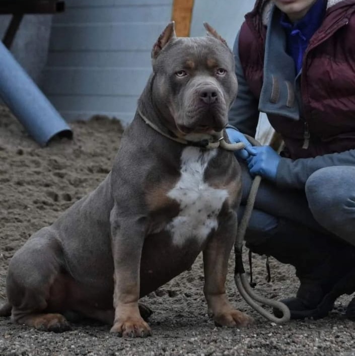 Dog Featured Image