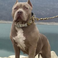 DSKY DOGS CHANEL