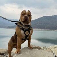 DSKY DOGS DIOR