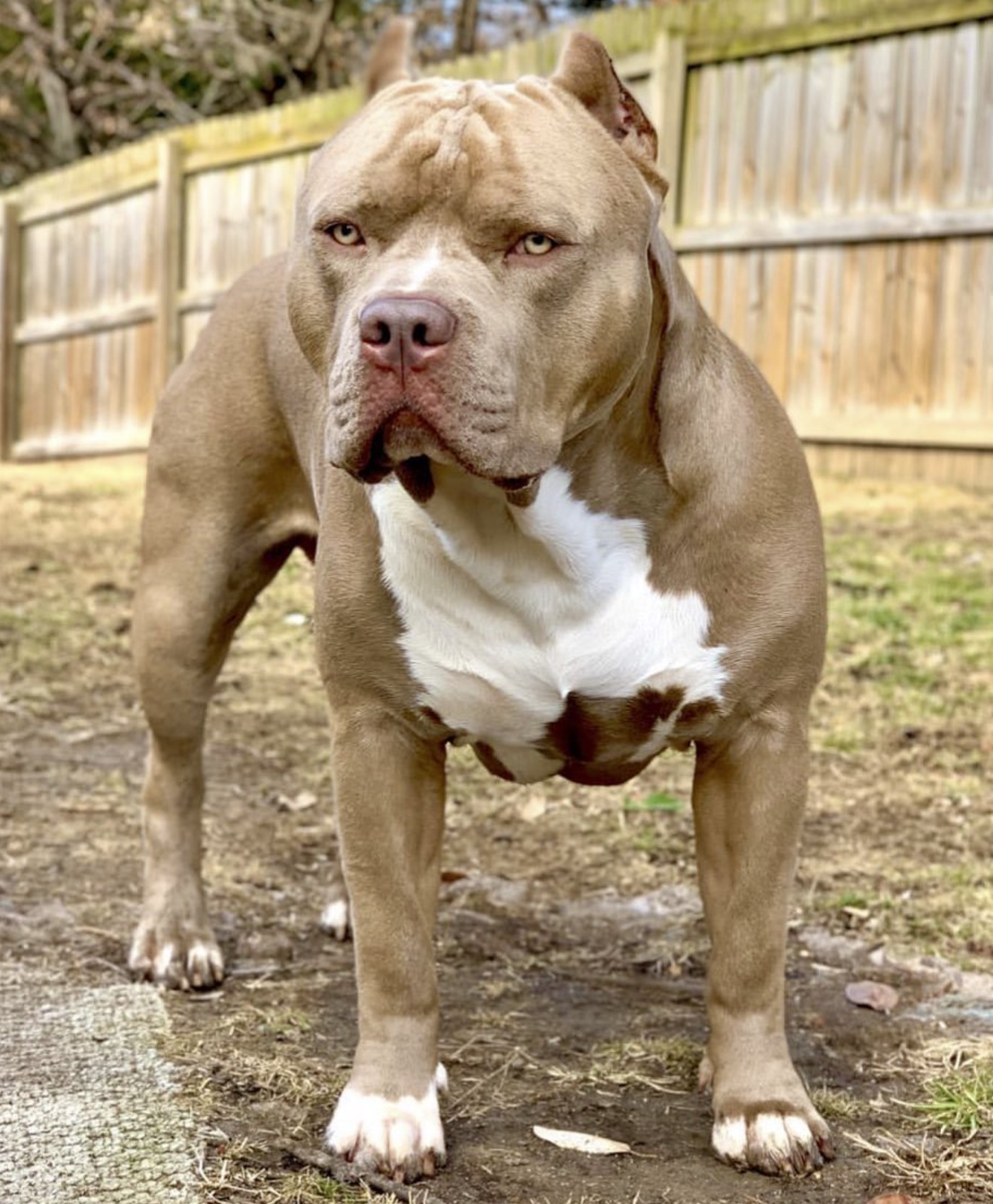 Dog Featured Image
