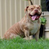 FiveStarBullies KRATOS