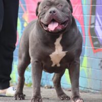 Loyal Beast Bullys King TITAN