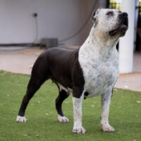 MVP’S LAPANDA