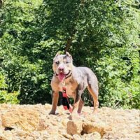 13 Bullies Sheba of