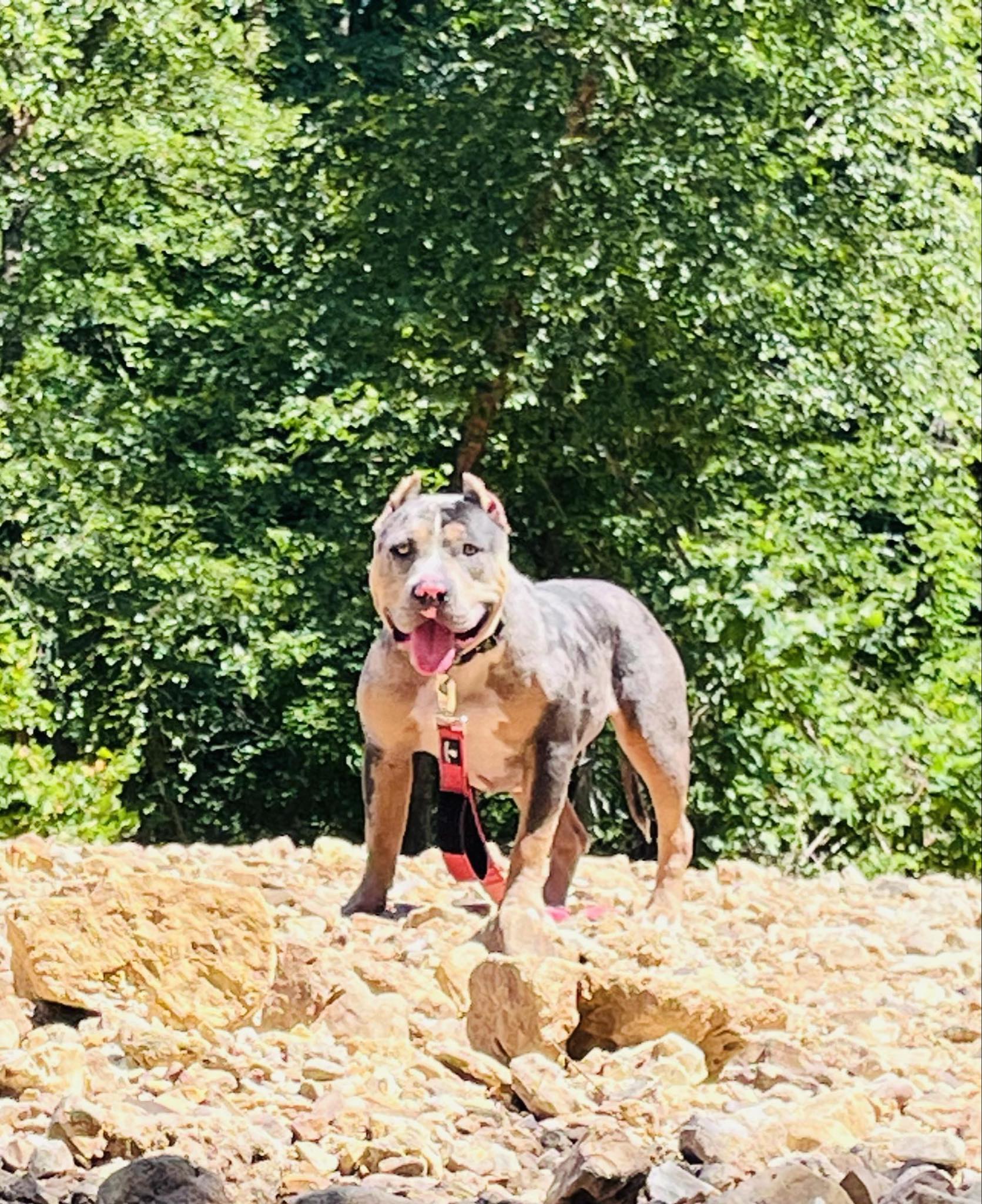 Dog Featured Image