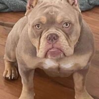 Salf plats bullies Gucci