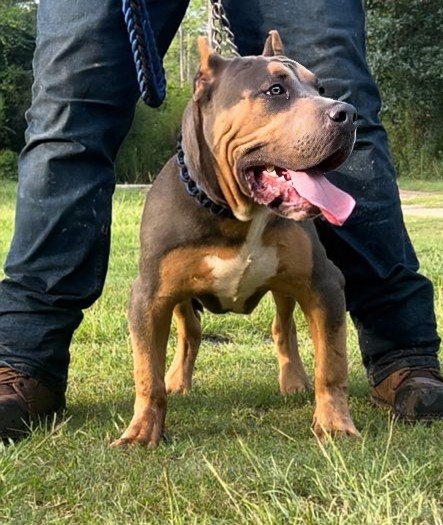 Dog Featured Image