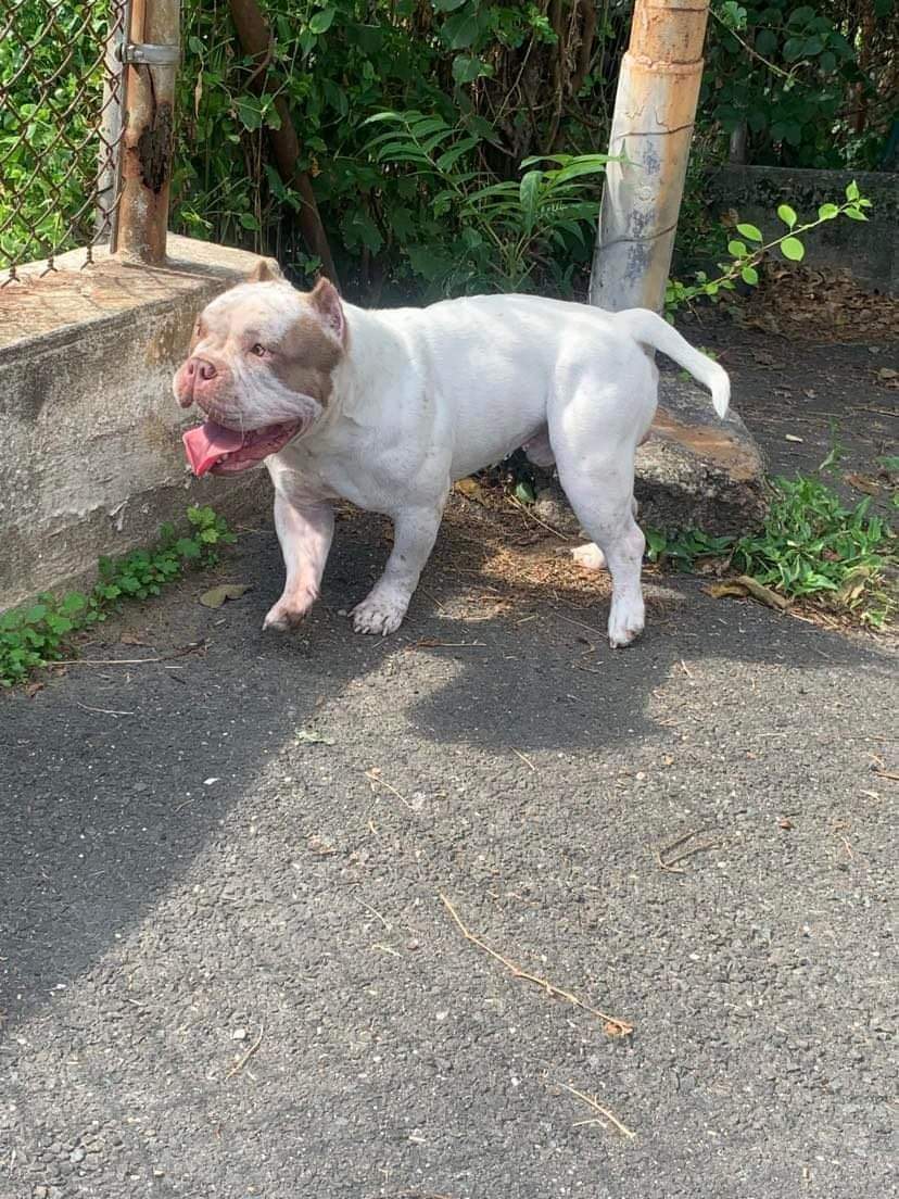 Dog Featured Image
