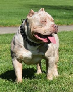 Dog Featured Image