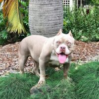 Powercircle Bullies VIOLET