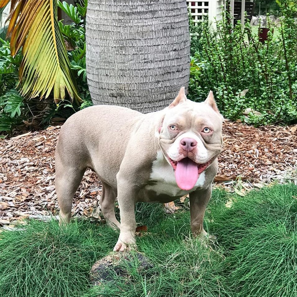 Dog Featured Image