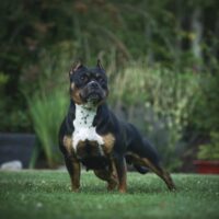 Roxanne