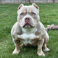 LoyalArmoredBullyz Willow