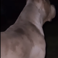 Zeus2Face