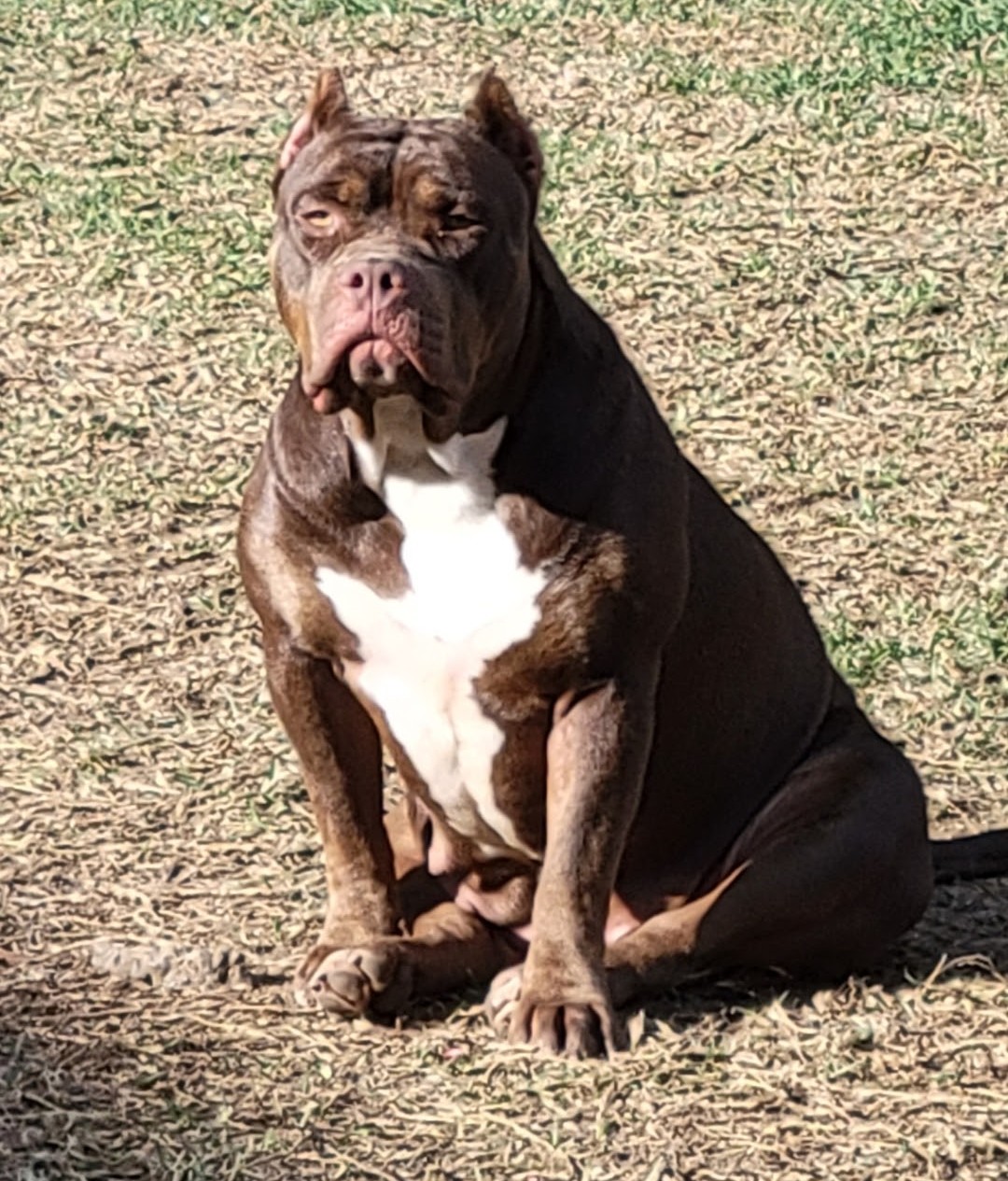 Dog Featured Image