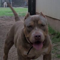 BigPryor Bullys Big Mac