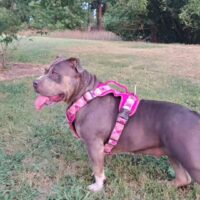 ROUGHNECK_KENNELS TRINITY
