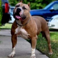 BigPryor Bullys Princess Katara