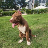 Bossy’s Remi