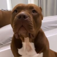 Bossy’s Kylie