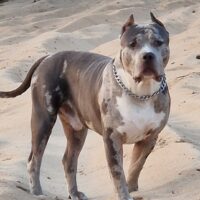 SC Bully’s Thor
