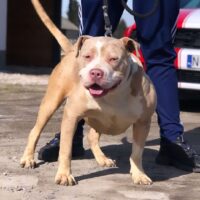 Big Master Bully Jessie